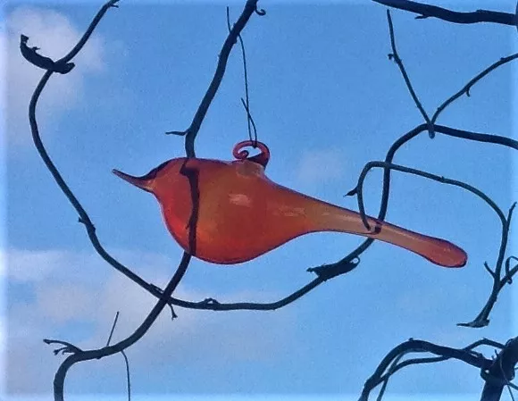 Ptáček oranžový